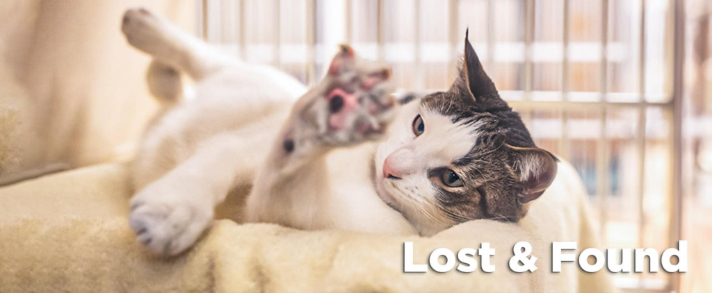 Pet Adoptions and Lost & Found: